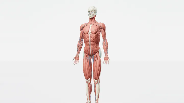 Tela da simulação Corpo Humano 3D