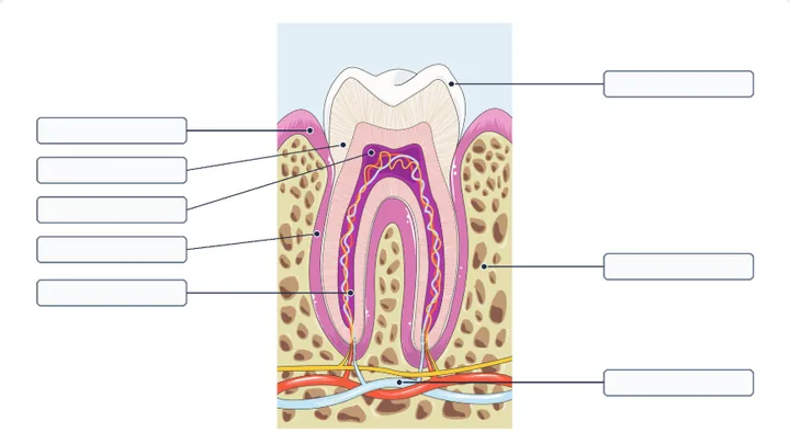 Tela da simulação Rotule a Figura: o Dente